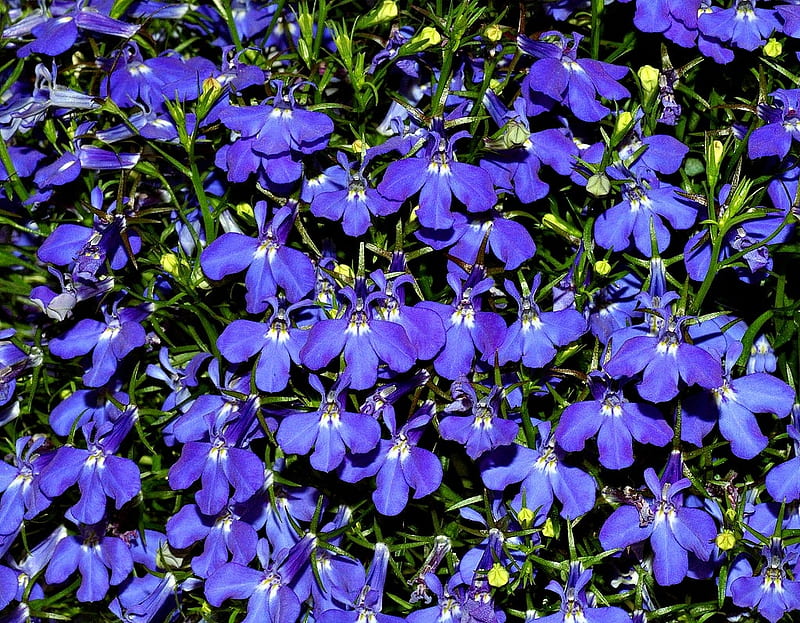 Jacaranda Rivera Midnight Blue Wild Flowers In Meadow, Rivera, bonito, Flowers, Blue, Midnight, Nature, HD wallpaper