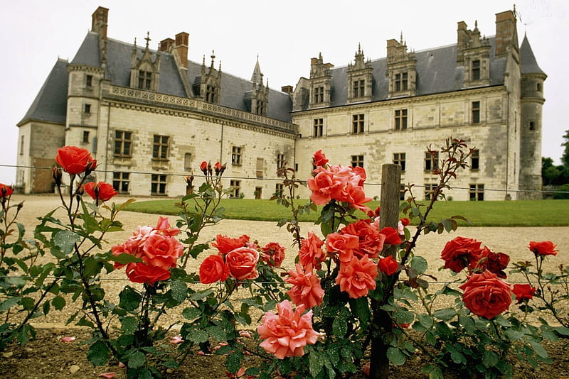 Amboise Castle,France, medieval, france, amboise, roses, castle, HD wallpaper