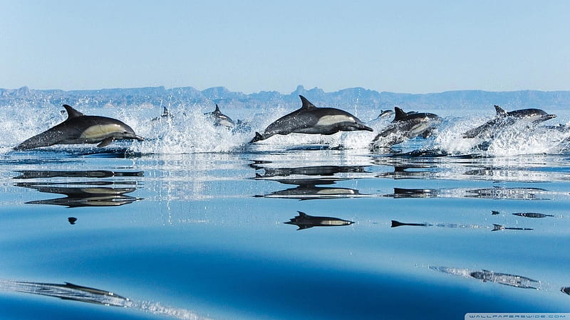 dolphins in sea-The mysterious world of the sea, HD wallpaper