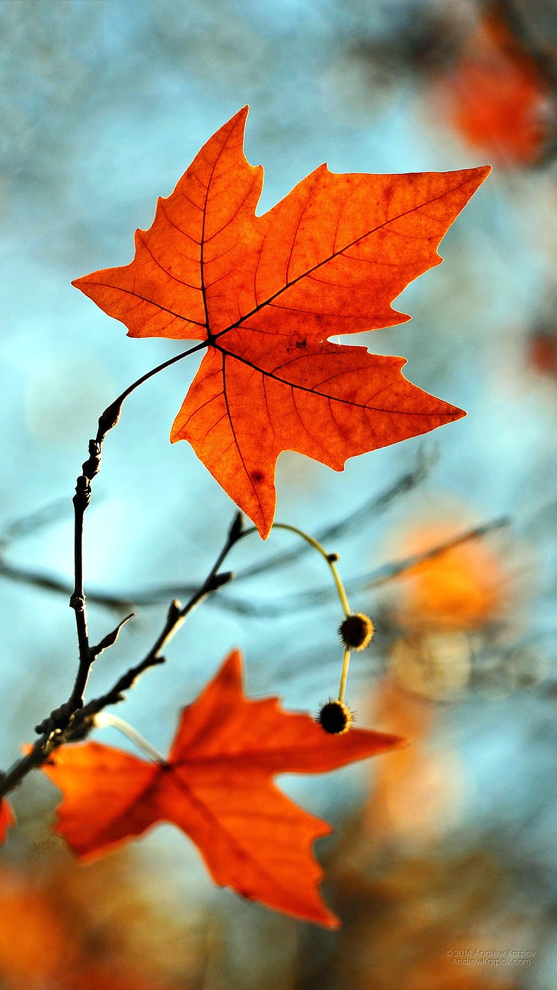 Fascinating Leaves, fab, HD phone wallpaper
