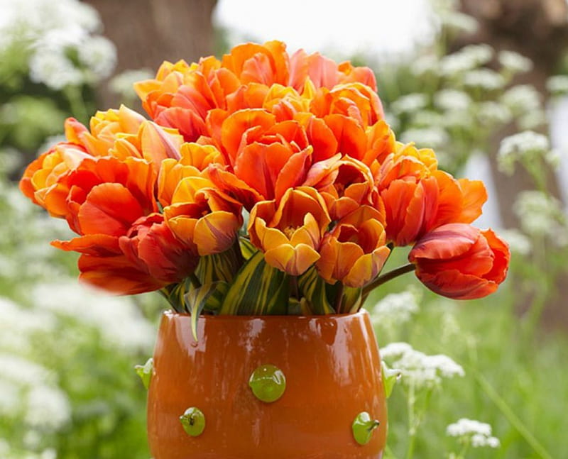 Orange Tulips, flowers, pot, tulips, orange, HD wallpaper