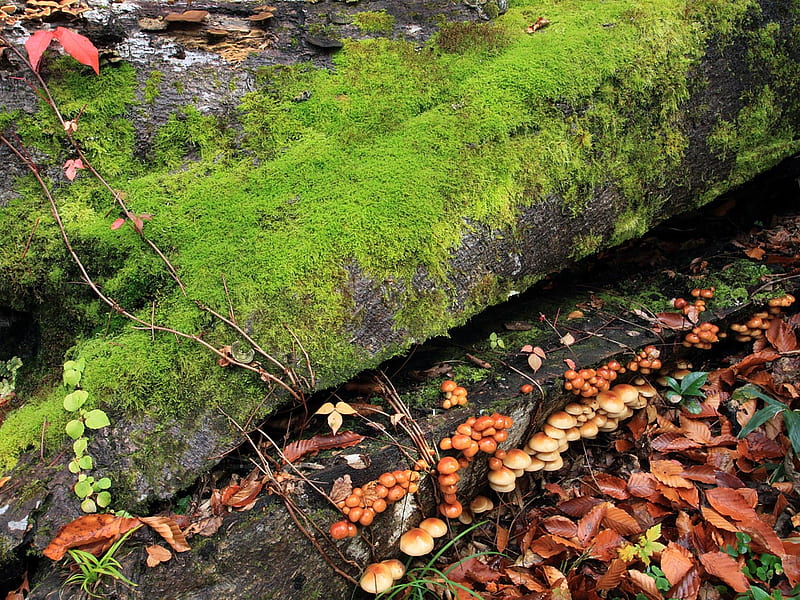 Floor of the Rainforest, fungi, wet, log, damp, fungus, leaves, green, mossy, moss, mushrooms, earth, HD wallpaper