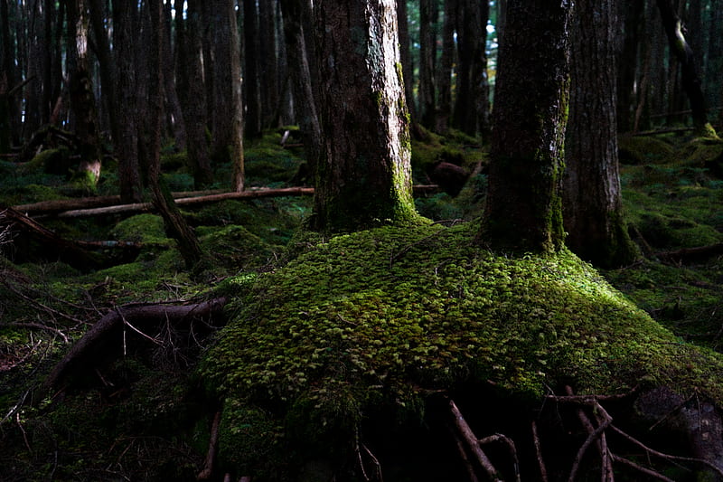green moss on brown tree trunk, HD wallpaper