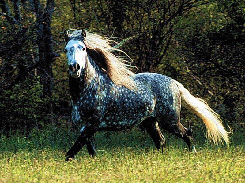 dappled gray horse, dappled gray, animals, horses, field, HD wallpaper