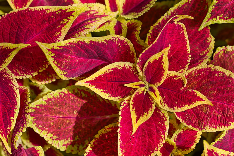 Plant, leaves, macro, red, yellow, HD wallpaper | Peakpx