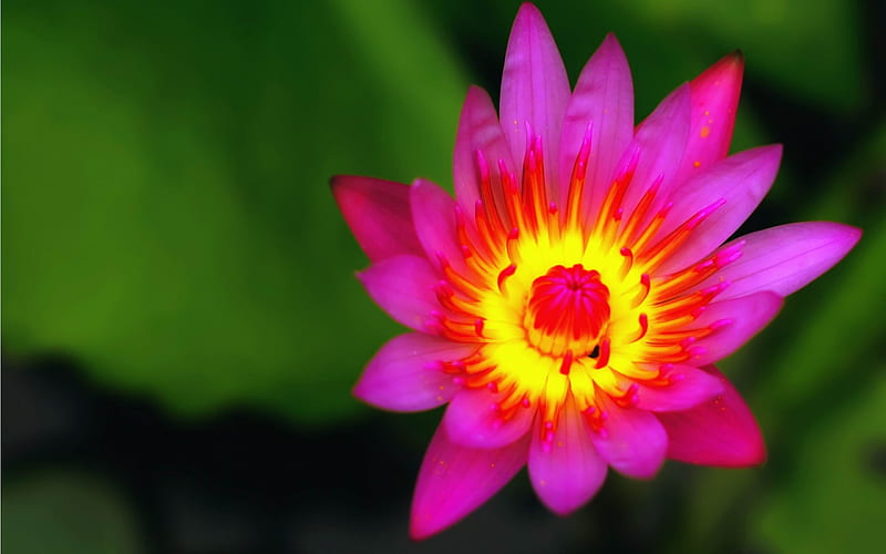 red nymphaea-flowers graphy, HD wallpaper