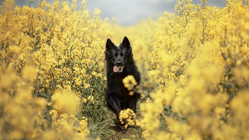 Black Dog Pet Running In Between Rapeseed Yellow Flowers Field Dog, HD wallpaper