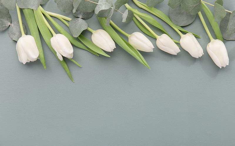 white tulips, spring flowers, gray background, floral background, white flowers, HD wallpaper