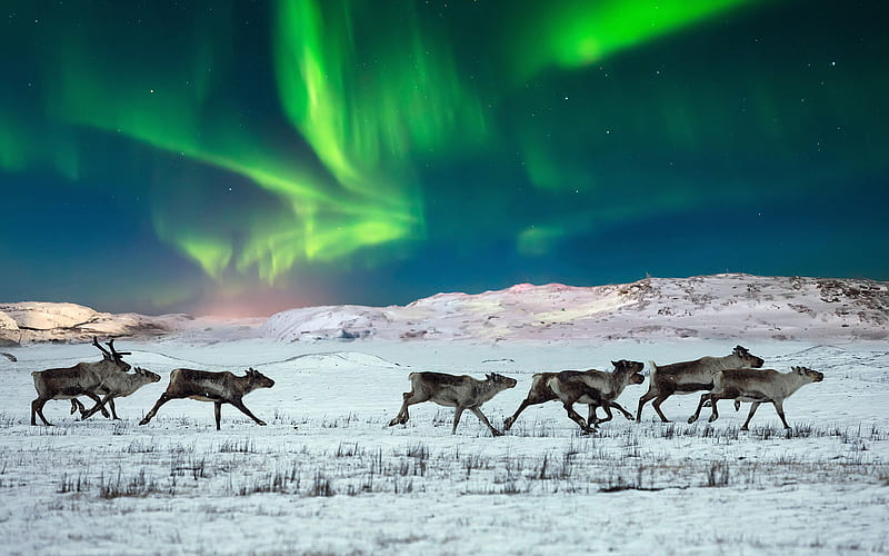 Northern lights Wild reindeer Norway 2021 Bing, HD wallpaper