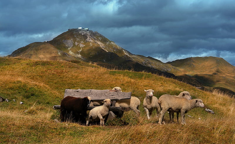 Animal, Sheep, Lamb, Pasture, HD wallpaper