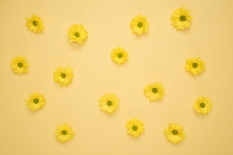 Yellow Daisies Laid on Yellow Surface, HD wallpaper