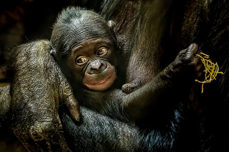 mother and child, cute, primate, little monkey, gorilla, fun, animal, HD wallpaper