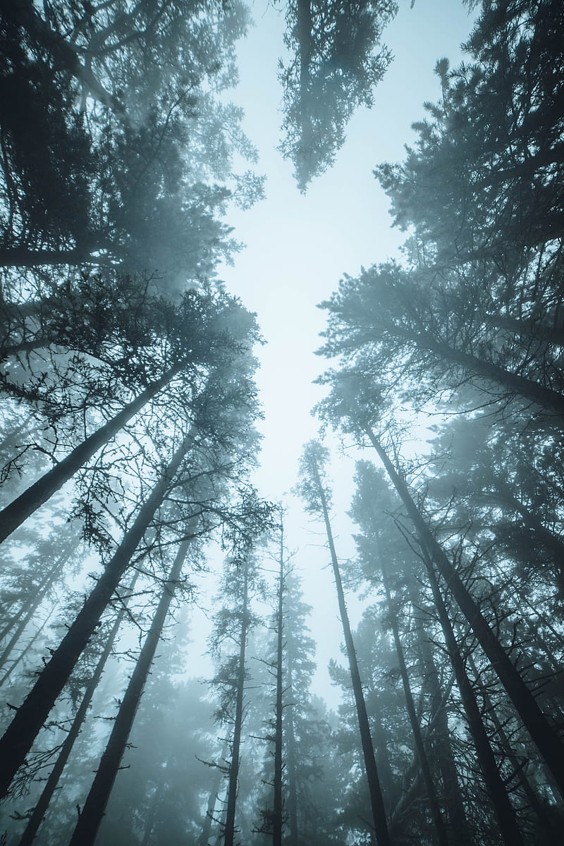 forest, trees, fog, pines, treetops, HD phone wallpaper