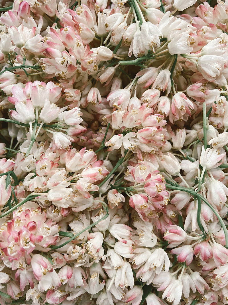 Delicate white and pink flowers heaped together, HD phone wallpaper