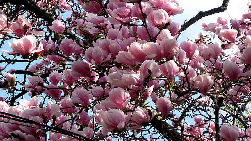 Pink Blossom Branch Earth Magnolia Tree Magnolia, HD wallpaper