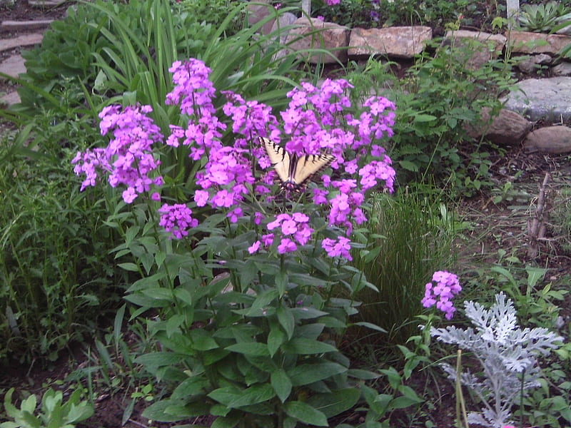 From my garden, flowers, purple, butterfly, pretty yellow, HD wallpaper