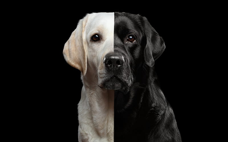 Black and white, labrador, caine, black, funny, white, dog, animal, HD  wallpaper | Peakpx