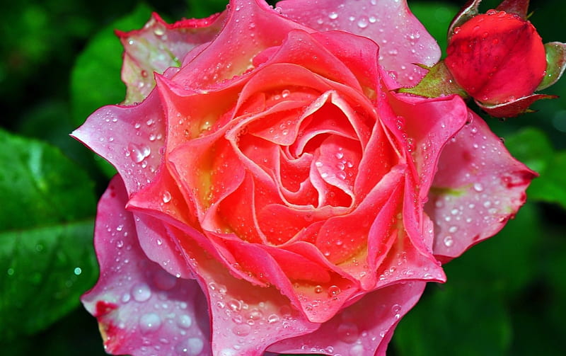 Colorful Rose, leaves, raindrops, summer, garden, petals, bud, pink, HD wallpaper