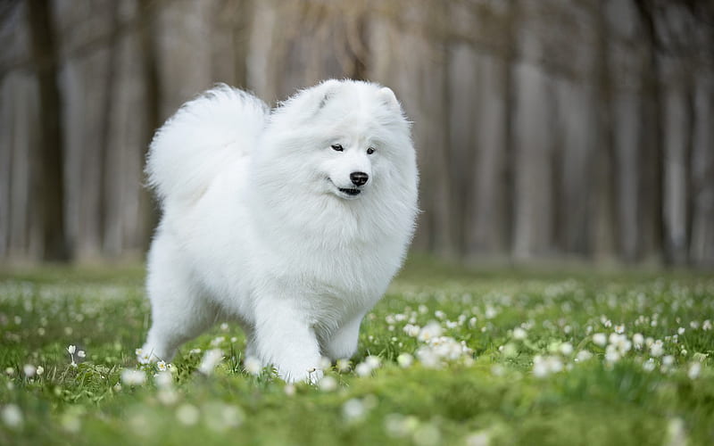 white fluffy dog, samoyed, green grass, friendly dogs, pets, white dog, HD wallpaper