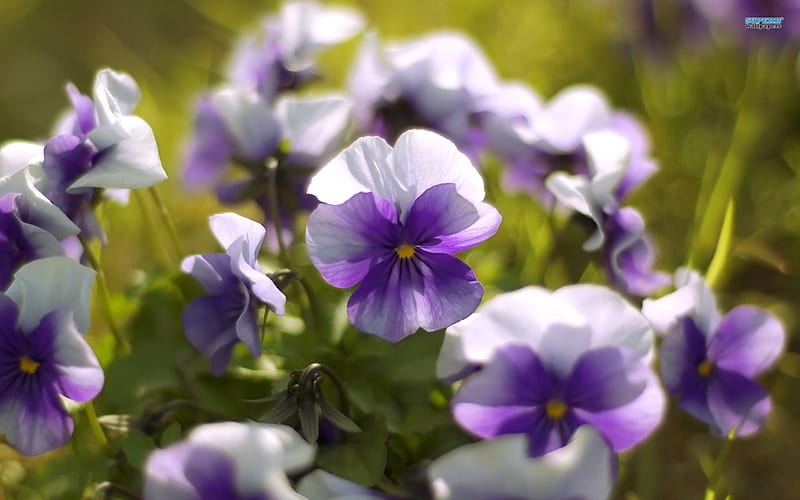 Caras preciosas, morado, flores, violetas, colores, blanco, Fondo de  pantalla HD | Peakpx