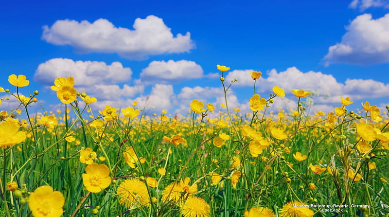 Field of Buttercups, graphy, fields, buttercups, flower fields, HD wallpaper