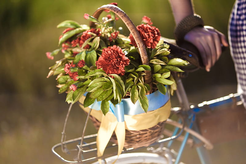 Criticism, rose, basket, in bike, flowers, HD wallpaper