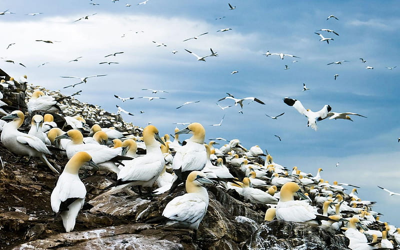 Seabirds Birds-Animal graphy, HD wallpaper