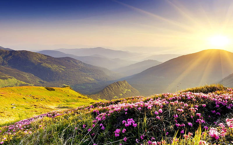 Auvergne, France, hills, sun, flowers, sky, landscape, HD wallpaper
