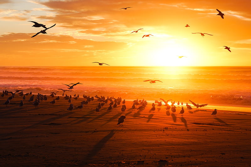 Birds, Bird, Flock Of Birds, Horizon, Sunset, HD wallpaper