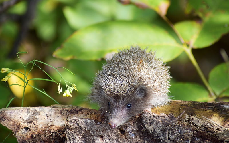 Hedgehog Baby, baby, hedgehog, log, animal, HD wallpaper