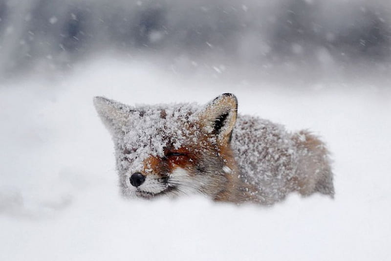 Snow-fox, abstract, winter, sweet, cute, wilderness, graphy, naimals, fox,  snow, HD wallpaper | Peakpx