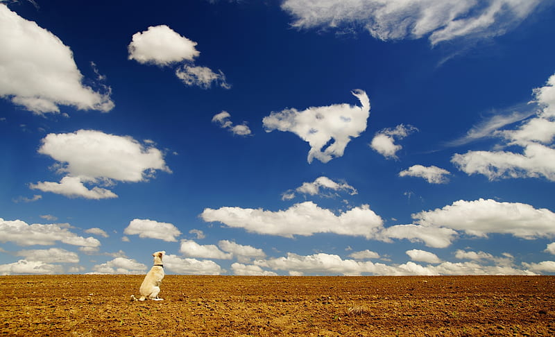 https://w0.peakpx.com/wallpaper/635/899/HD-wallpaper-d-cloud-caine-funny-white-sky-dog-animal-blue.jpg