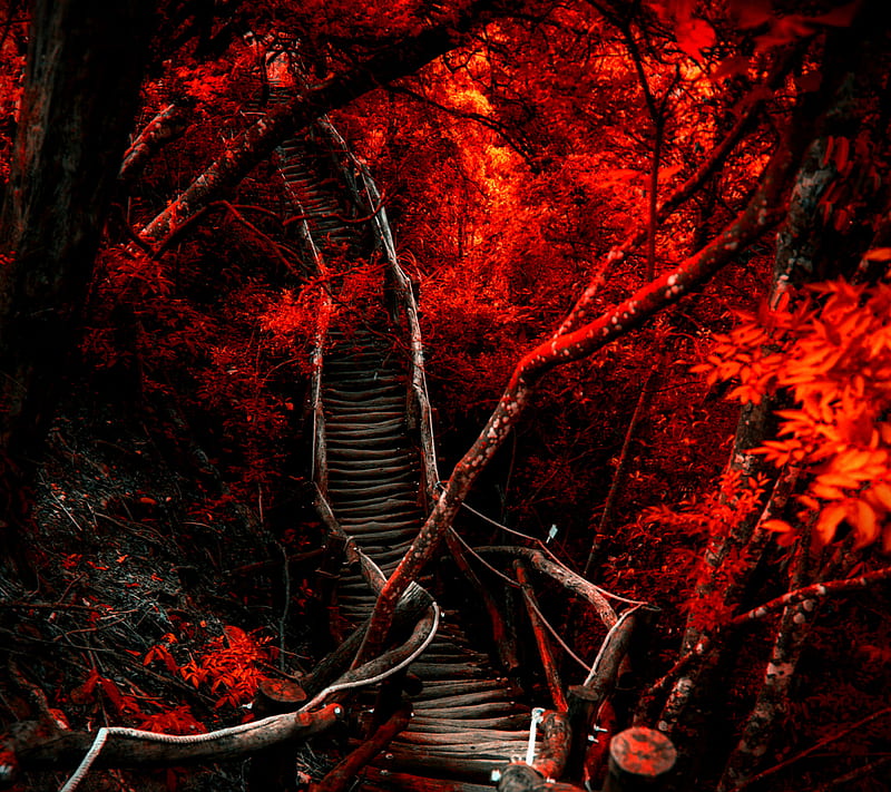 Dark Path, red, HD wallpaper