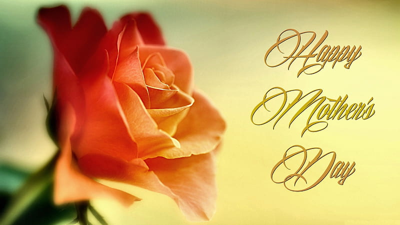 Happy Mother's Day F holiday, rose, bonito, Mothers Day, floral, graphy, May, wide screen, flower, occasion, HD wallpaper