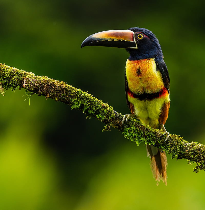 aracari, bird, toucan, exotic, HD phone wallpaper