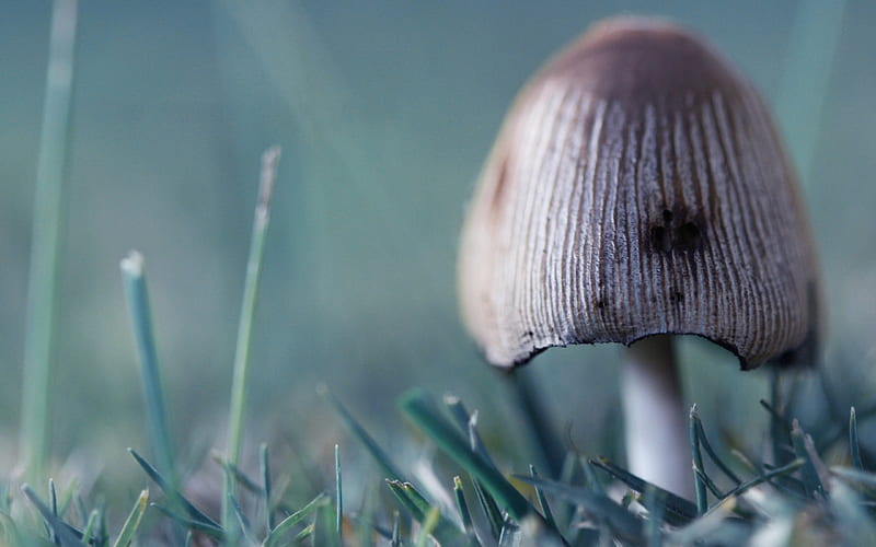 Mushroom with spot , fungus, green, pilz, mushroom, closeup, HD wallpaper