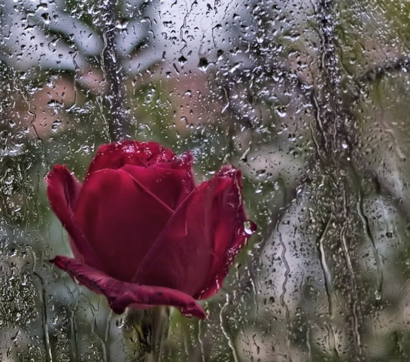 Red Rose in Rain, Rose, rain, Red, Glas, HD wallpaper