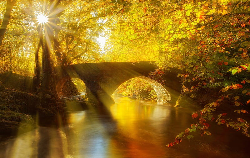 Sun Shining on Autumn Forest, sun, autumn, forest, nature, HD wallpaper