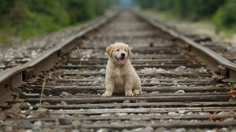 Baby Golden Retriever Dog Is Sitting On The Center Of Railway Track Animals, HD wallpaper