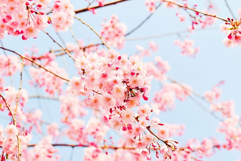Japanese Spring, blossoms, petals, tree, cherry, HD wallpaper