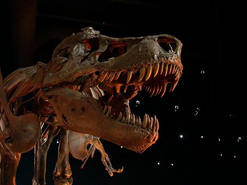 T-rex, trex, fantasy, tyrannosaurus, tyrannosaurus rex, dinosaur, animals, rex, HD wallpaper