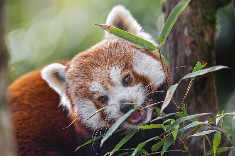 Red panda, animal, wild, leaves, HD wallpaper | Peakpx