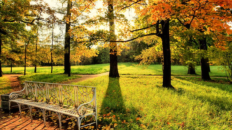 White Grill Bench In Autumn Trees Covered Park With Sunbeam Nature, HD wallpaper