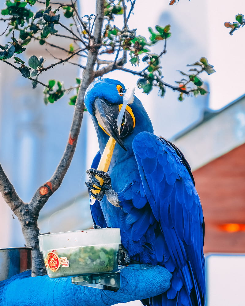 blue macaw holding toothbrush during daytime, HD phone wallpaper