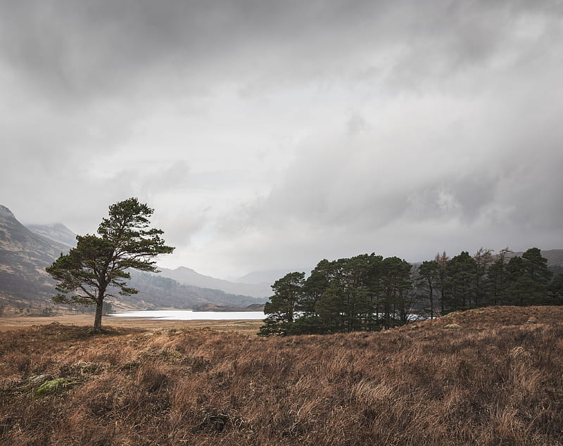 Lone Scots Pine Landscape Ultra, Europe, United Kingdom, Nature, Landscape, Scenery, Trees, Lake, Scene, Cloudy, graphy, Scotland, Highlands, Loch, Overcast, glen, torridon, clair, HD wallpaper