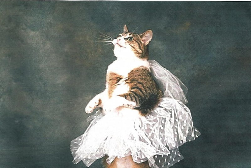 A tabby cat wearing a tutu, tutu, cute, cat, tabby, HD wallpaper