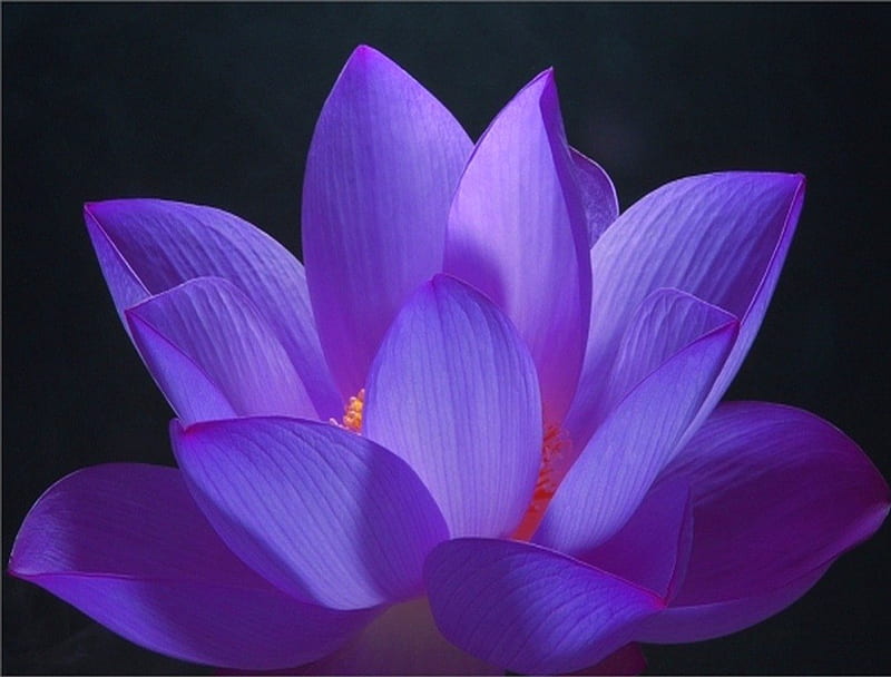 Glow of the lotus, flower, lotus, purple, light, HD wallpaper