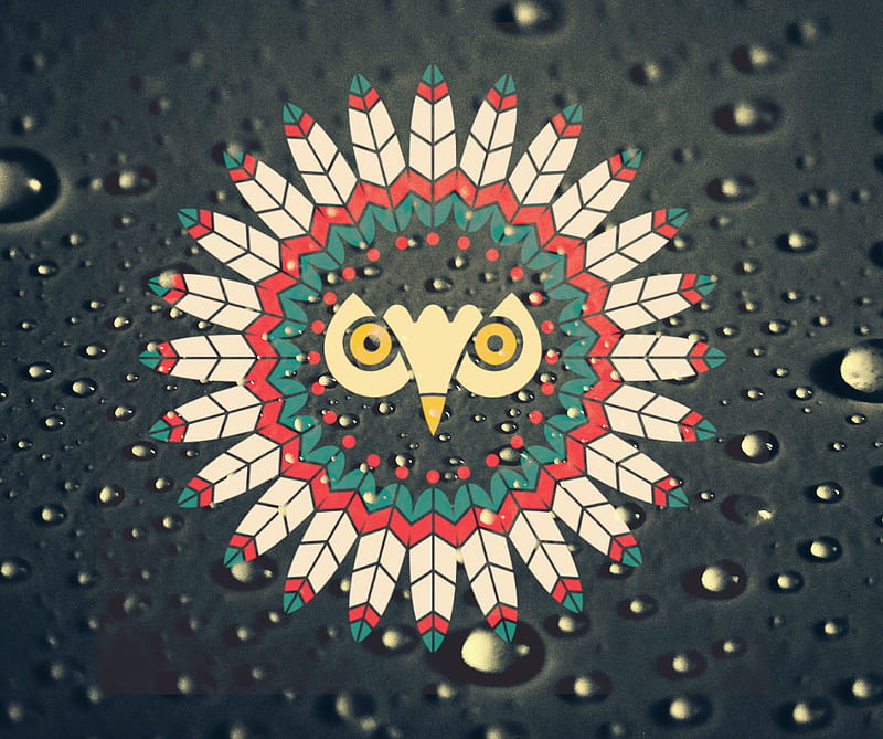 Owl, rain drops, sowa, HD wallpaper