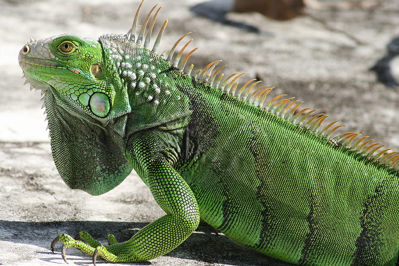 Wild iguana posing inside of an empty pool, green, south florida, reptiles, pool, adult, wild iguana, HD wallpaper