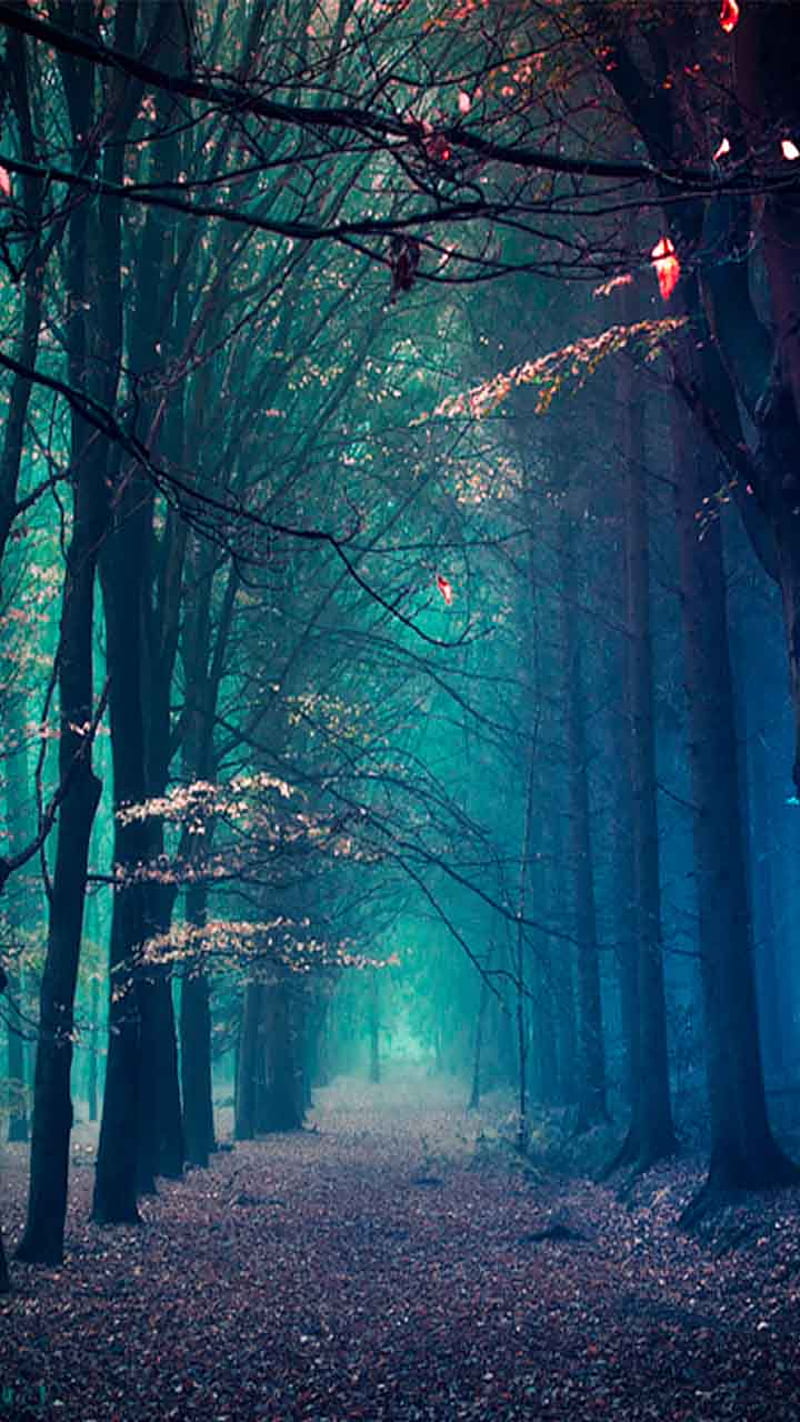 Winter, forest, cold, pathway, HD phone wallpaper